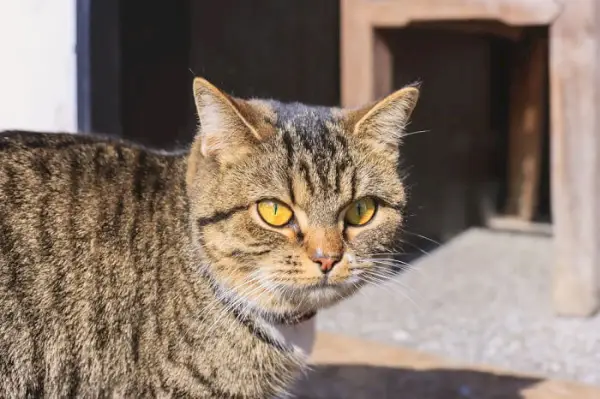 Cuidados com o Gato Dragão Li