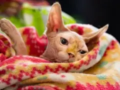 Un gatito Selkirk Rex