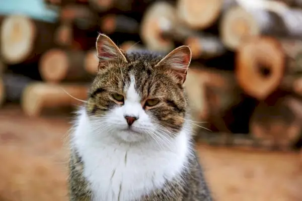 Sobre o gato russo branco, preto e malhado