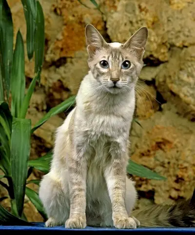 Maine Coon