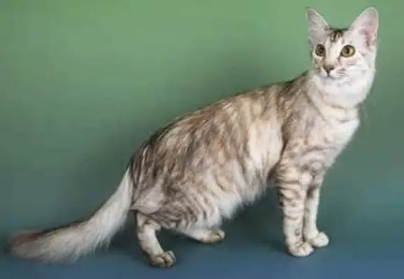 Bengal