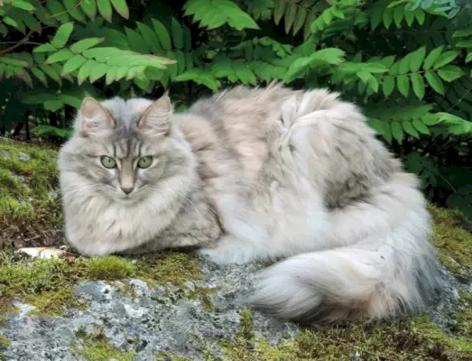 Maine-coon