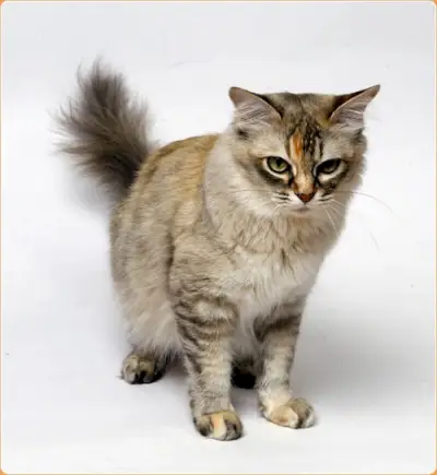 Maine Coon