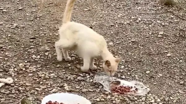 Django'nun yardıma ihtiyacı vardı ve acilen yardıma ihtiyacı vardı. / Care4Cats