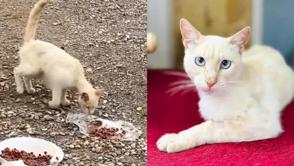 Un llanto 'desgarrador' llevó a este impresionante gato a vivir su mejor vida en Ámsterdam