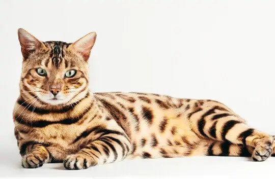 Immagine sorprendente di un gatto del Bengala, noto per il suo caratteristico mantello maculato che ricorda un leopardo selvatico, che cattura la razza