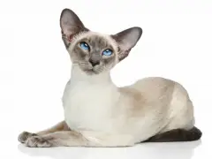 două pisici devon rex în copaci