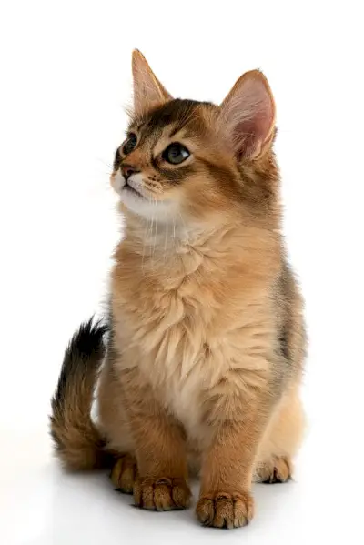 Maine Coon