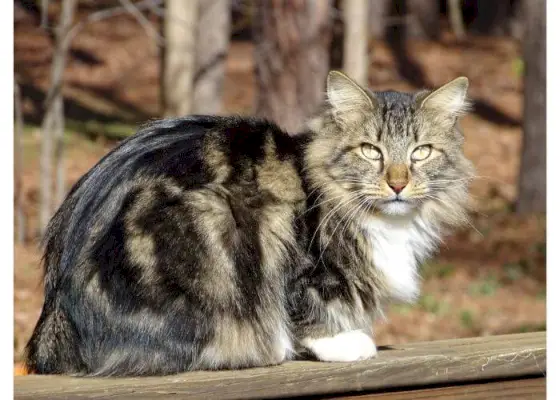 Ormandaki Amerikan kısa kuyruklu kedi