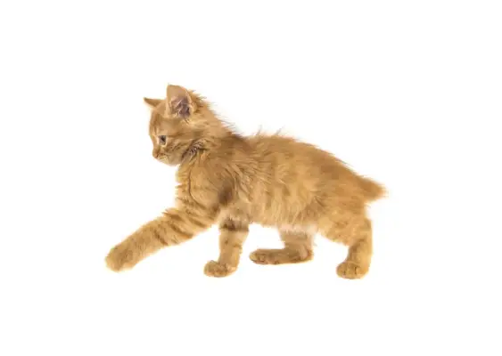 gattino arancione americano Bobtail