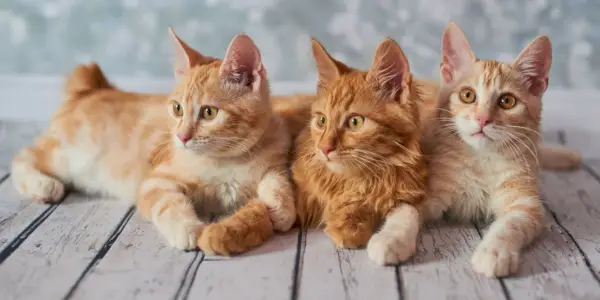 drie Amerikaanse Bobtail-katten