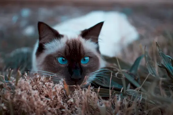 Balinesische Katzenpflege