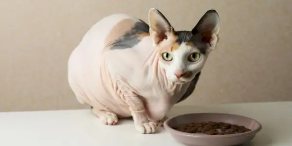 Beste kattenvoer voor Sphynx-katten