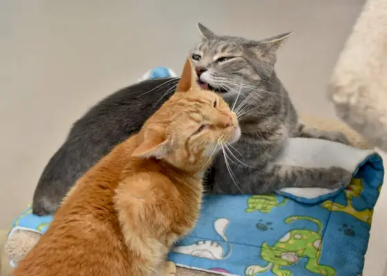 Um gato chamado Joel lavando diligentemente a pata, mostrando seus hábitos meticulosos de higiene