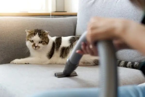 De 5 beste stofzuigers voor dierenharen