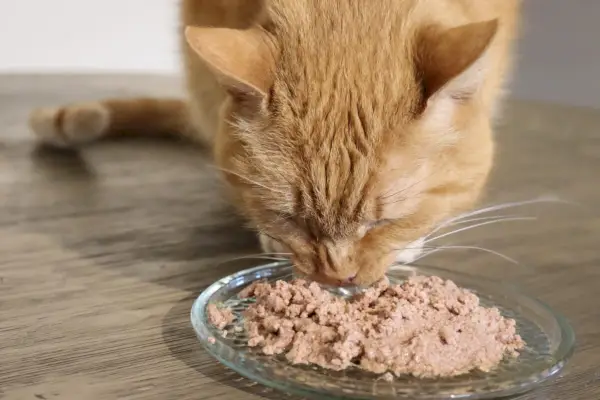 La mejor comida para gatos hipoalergénica.