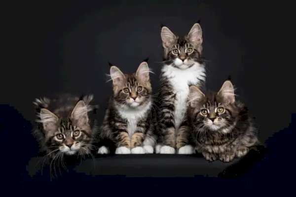 Cuidados com gatos Maine Coon