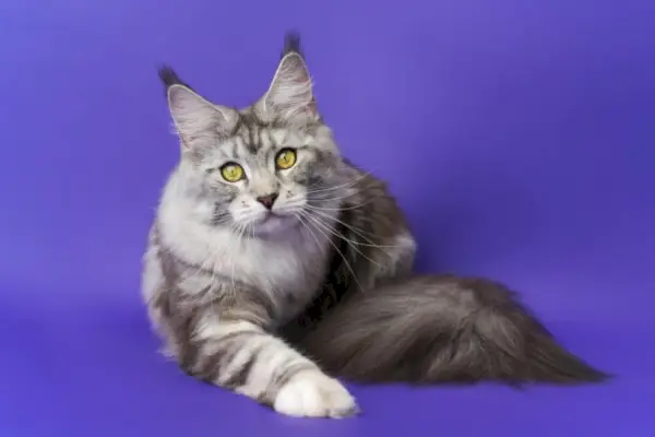 Acerca del gato Maine Coon