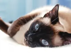 Lindo jovem gato Ragdoll branco de raça pura com olhos azuis