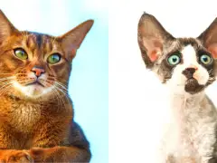 Una comparación entre gatos carey y calicó