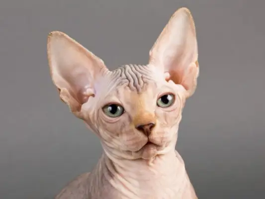 História do gato Sphynx