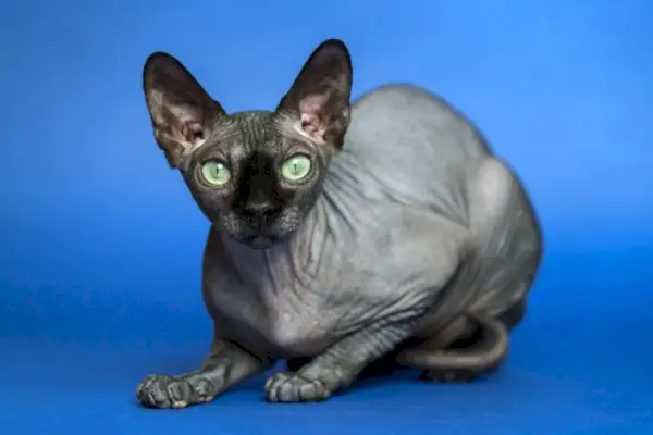 A proposito del gatto Sphynx