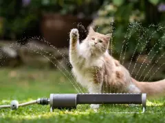 Los gatos carey con el patrón atigrado como uno de sus colores a veces se denominan torbie.