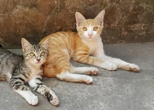 Cava Kedisi Bakımı