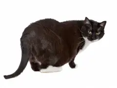 schwarz-weiße Chonky-Katze