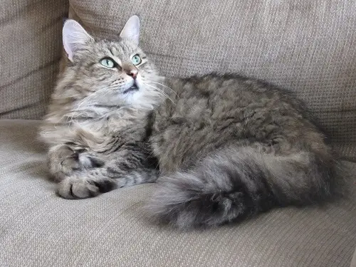 Historia del gato americano de pelo largo