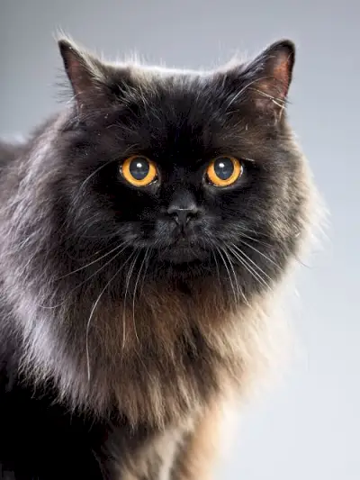 Acerca del gato americano de pelo largo