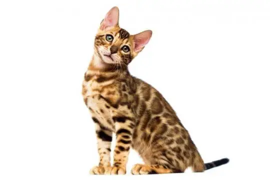 Bengal