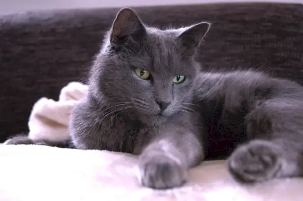 Om Nebelung Cat