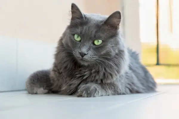 Maine-coon