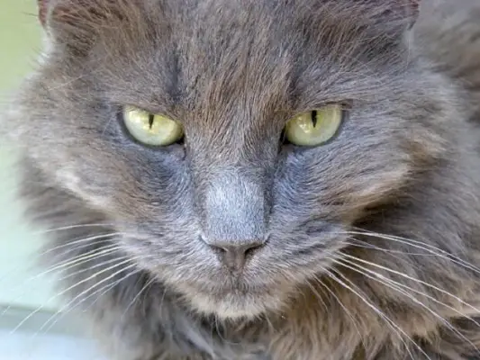 Nebelung Katzenpflege