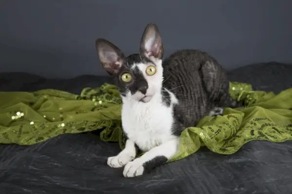 A Cornish Rex Catről