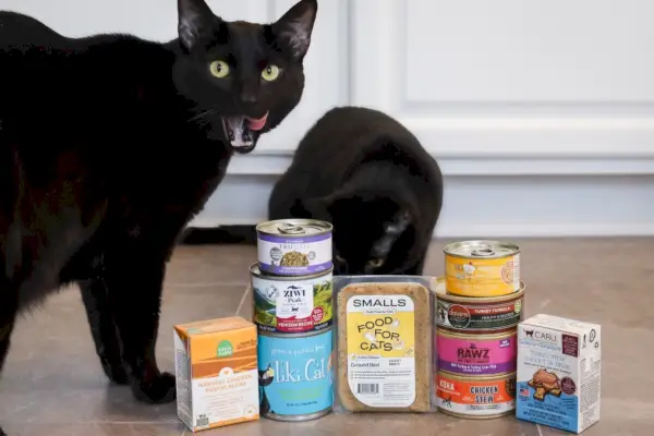 Os 7 melhores alimentos enlatados para gatos com alto teor de proteínas e baixo teor de carboidratos