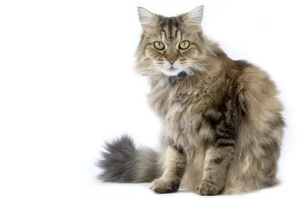 Ragamuffin Cat Care