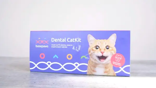 Bild med en recension av Basepaws Dental Health Kit, som lyfter fram betydelsen av tandvårdsprodukter för katter och värdet av välgrundade val för att främja deras munhälsa.