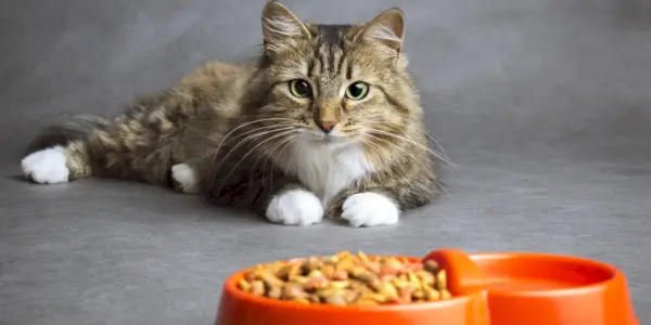 Les 7 meilleurs aliments pour chats sans poisson pour chats sensibles