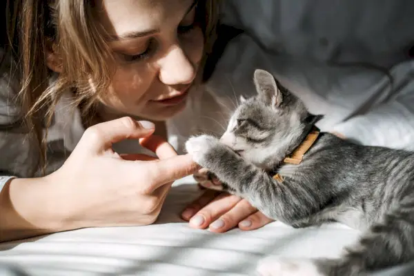 Ung kvinne leker med en grå tabby kattunge