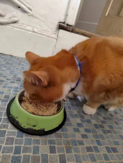 gato comiendo comida para gatos