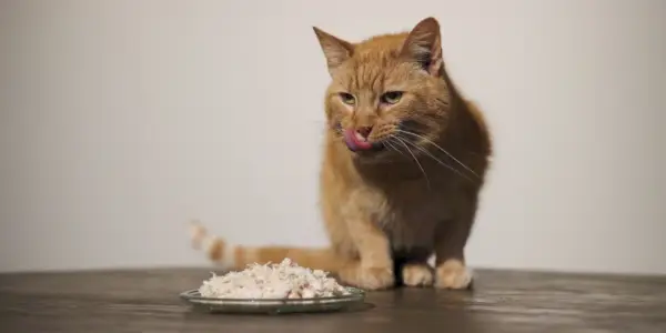 ¿Cuál es la mejor comida para gatos para dejar de vomitar?