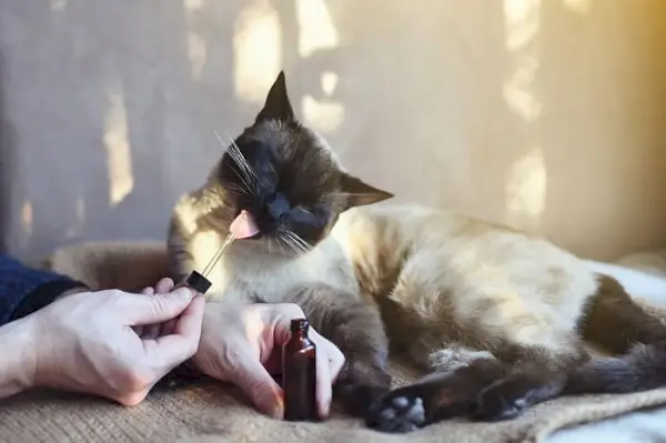 Les 8 meilleures marques de CBD pour chats