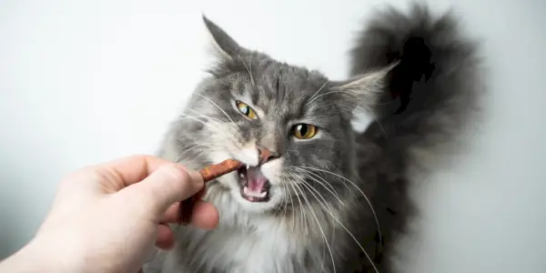 Melhores guloseimas dentárias para gatos