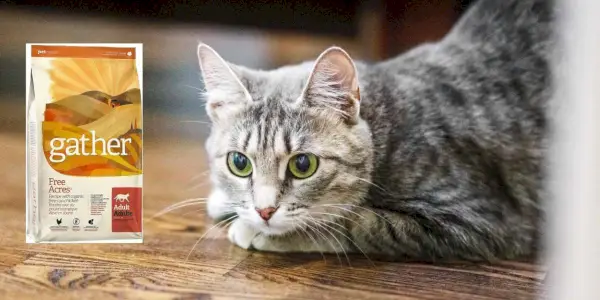 Reúna a avaliação da comida de gato