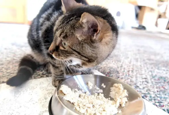 La mejor comida húmeda para gatitos.