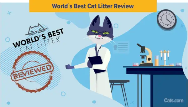 La migliore recensione sulla lettiera per gatti al mondo