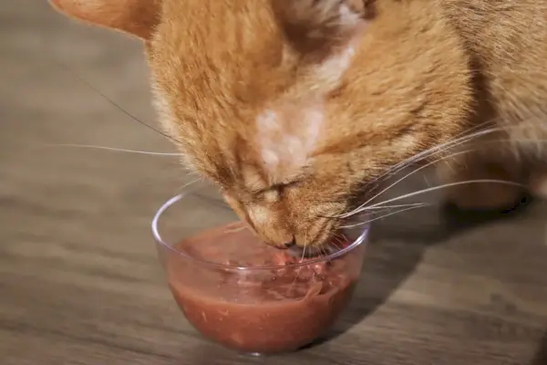 Melhor comida orgânica para gatos