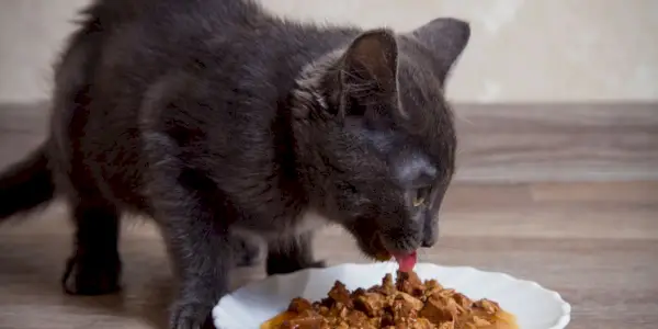 Bild mit den besten hausgemachten Katzenfutterrezepten gegen Nierenerkrankungen